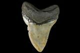 Fossil Megalodon Tooth - North Carolina #124387-2